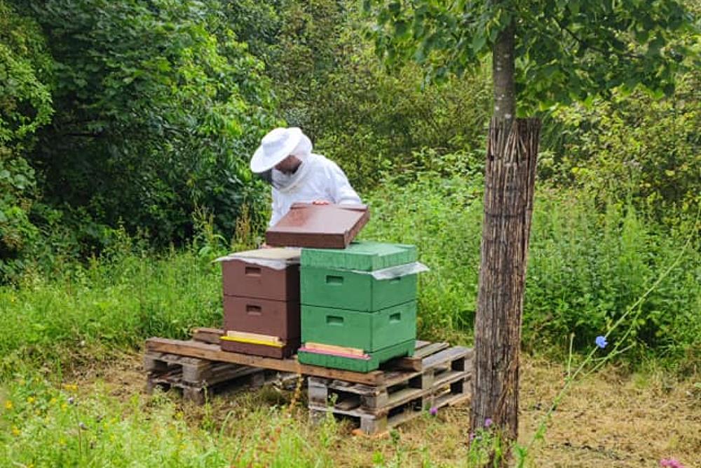 Bienenstöcke in Panarbora